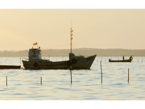 Saugant nykstančius žuvų išteklius siūloma riboti verslinę žvejybą Kuršių mariose
